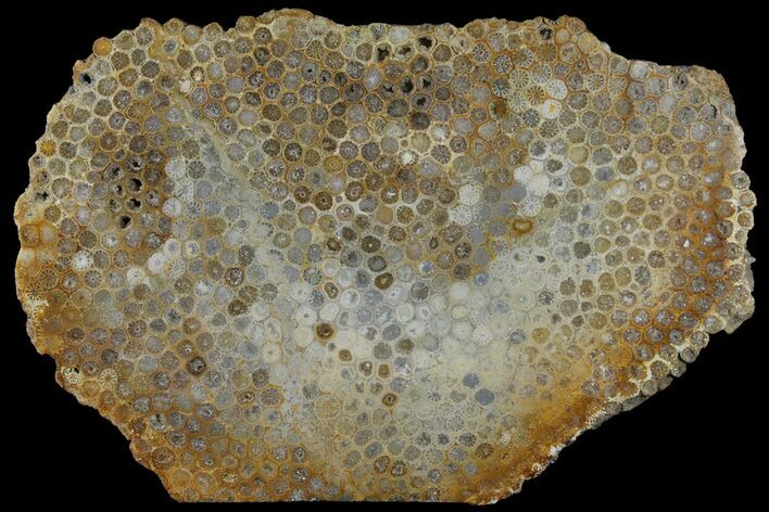 8.6" Polished, Fossil Coral Slab - Indonesia